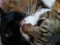 猫　MIX猫　多頭飼い