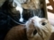 猫　MIX猫　多頭飼い