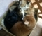 猫　MIX猫　多頭飼い