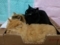 猫　MIX猫　多頭飼い