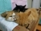 猫　MIX猫　多頭飼い