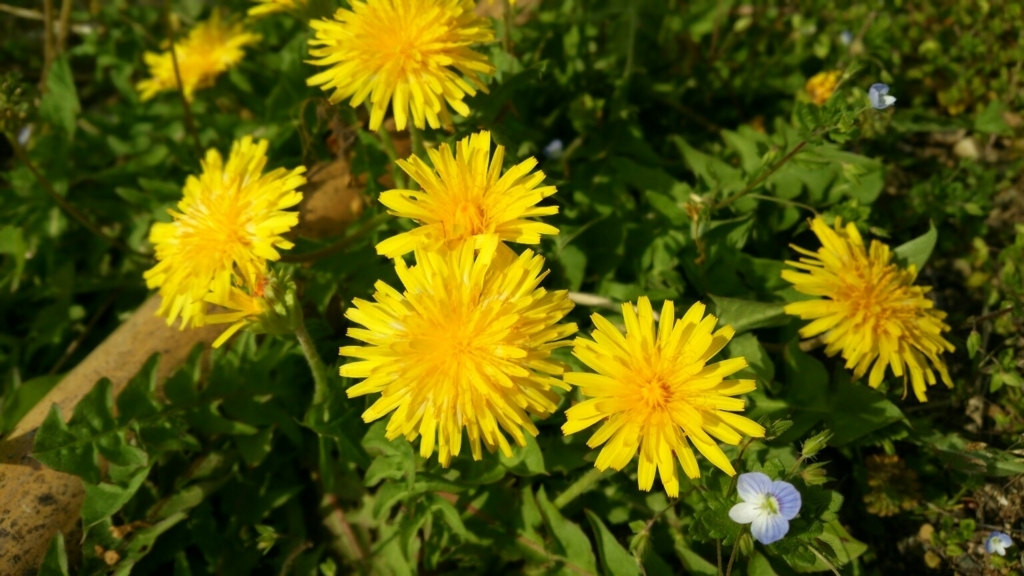 f:id:kurumitoatom:20180401051147j:plain f:id:kurumitoatom:20180401051147j:plain