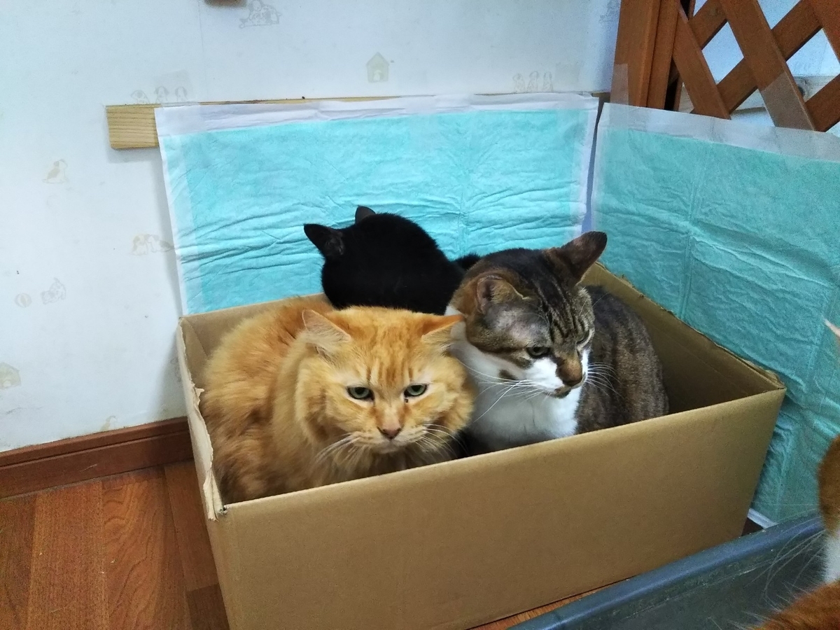 f:id:kurumitoatom:20190331210302j:plain f:id:kurumitoatom:20190331210302j:plain