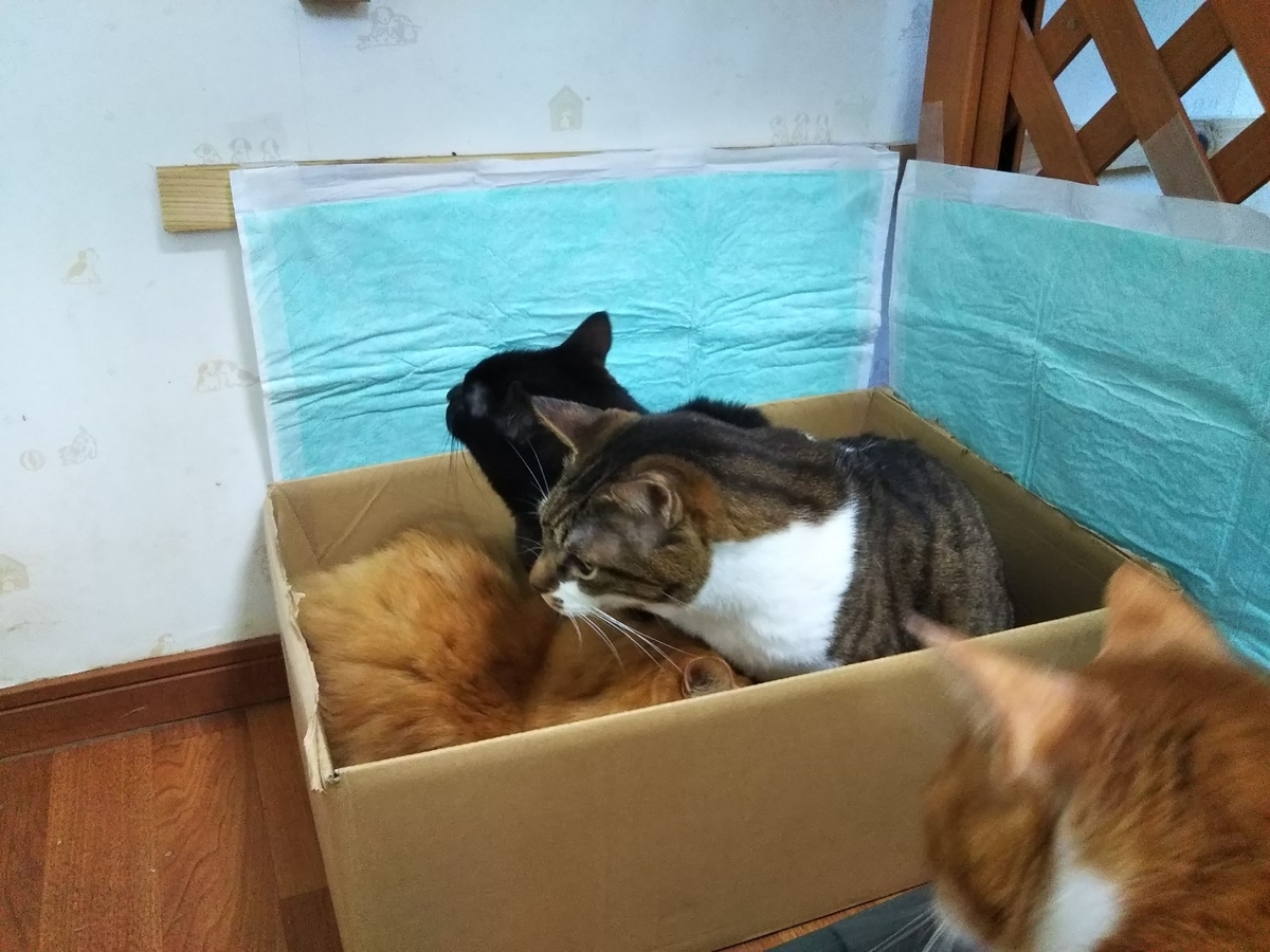 f:id:kurumitoatom:20190331210340j:plain f:id:kurumitoatom:20190331210340j:plain