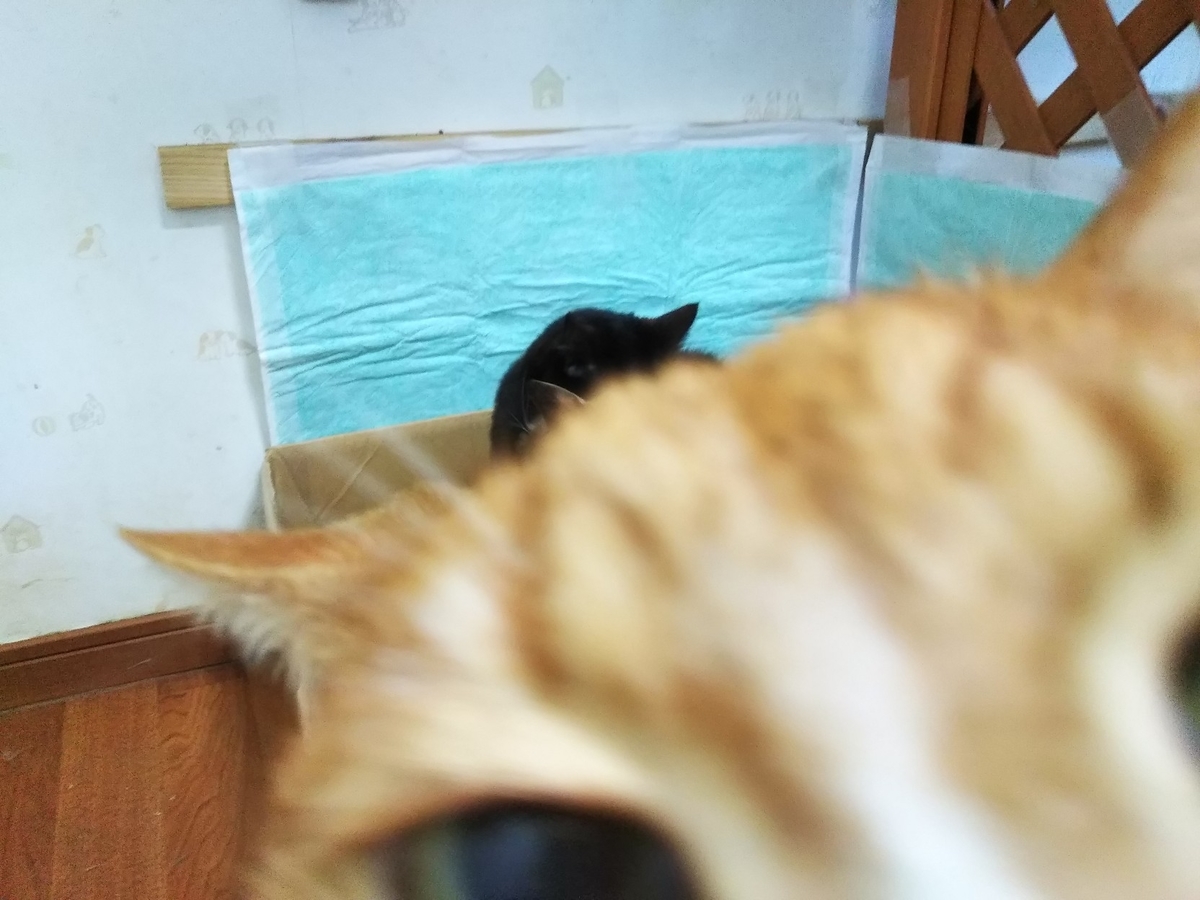 f:id:kurumitoatom:20190331210358j:plain f:id:kurumitoatom:20190331210358j:plain