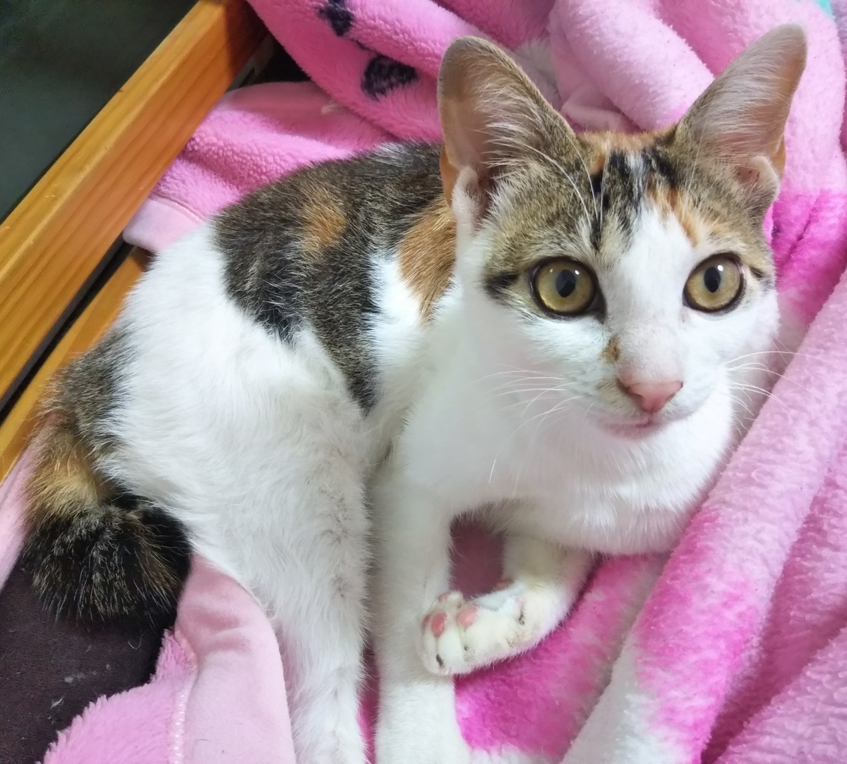 f:id:kurumitoatom:20191226095648j:plain