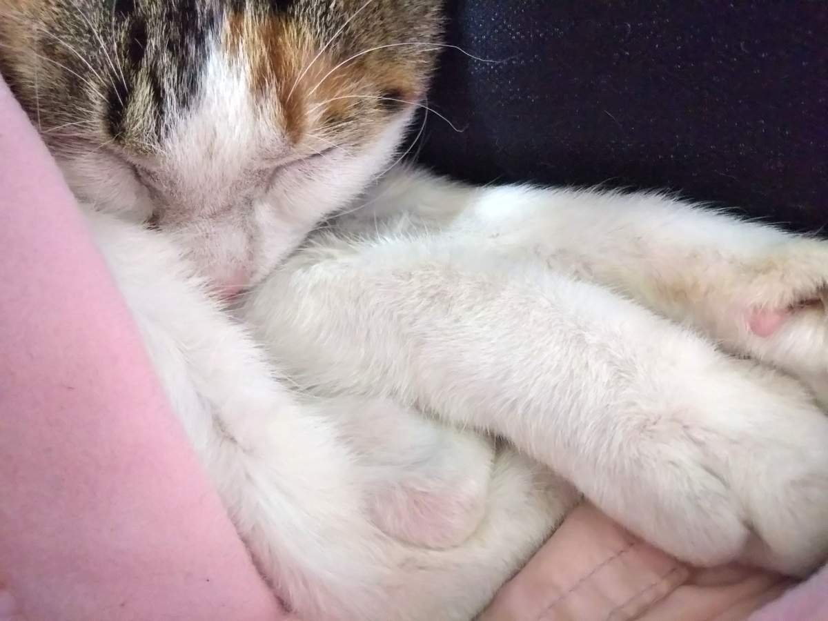 f:id:kurumitoatom:20191226095711j:plain