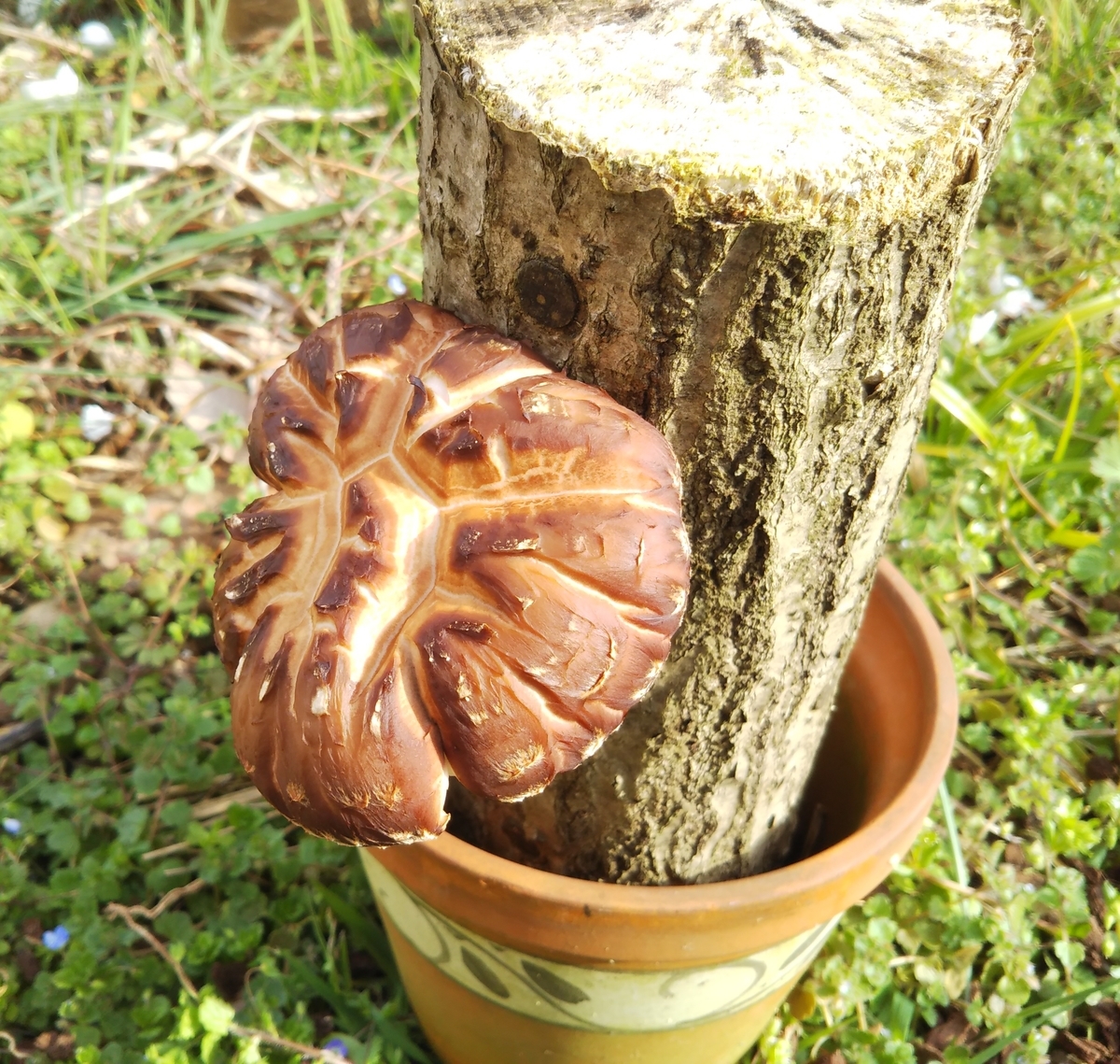 f:id:kurumitoatom:20200304221442j:plain f:id:kurumitoatom:20200304221442j:plain