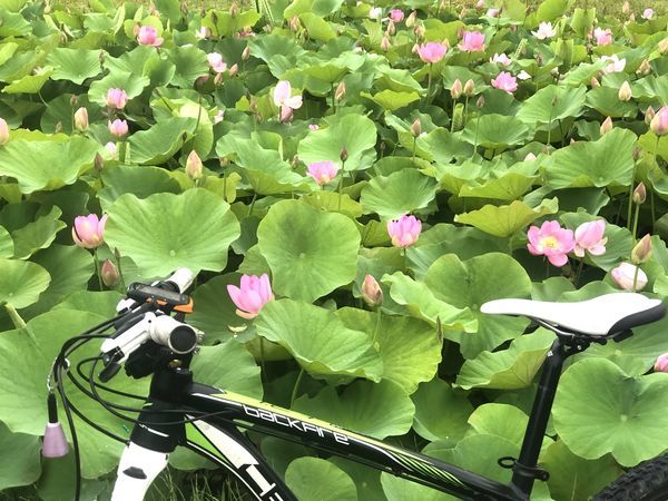f:id:kurun-kurun-cycle:20200626210208j:plain