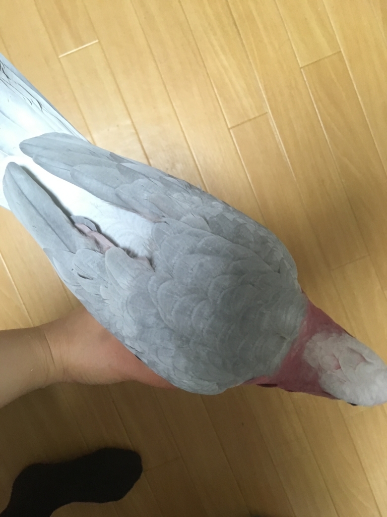 f:id:kurunchu:20171120205321j:plain
