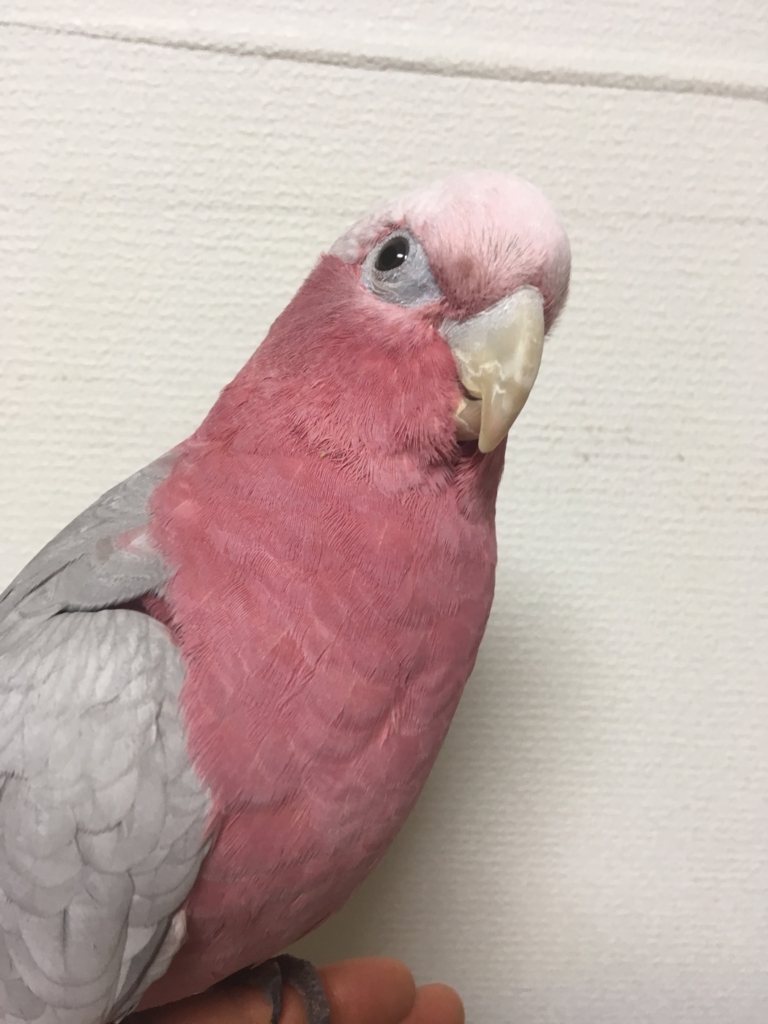 f:id:kurunchu:20171120205608j:plain