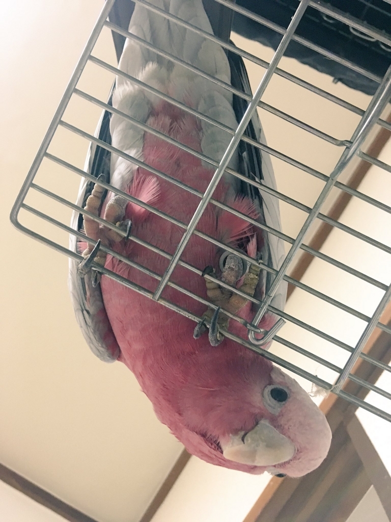 f:id:kurunchu:20180711213402j:plain