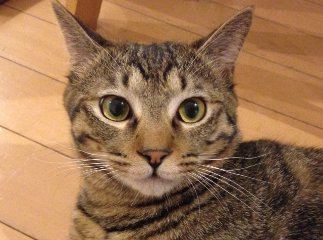 キジトラ猫