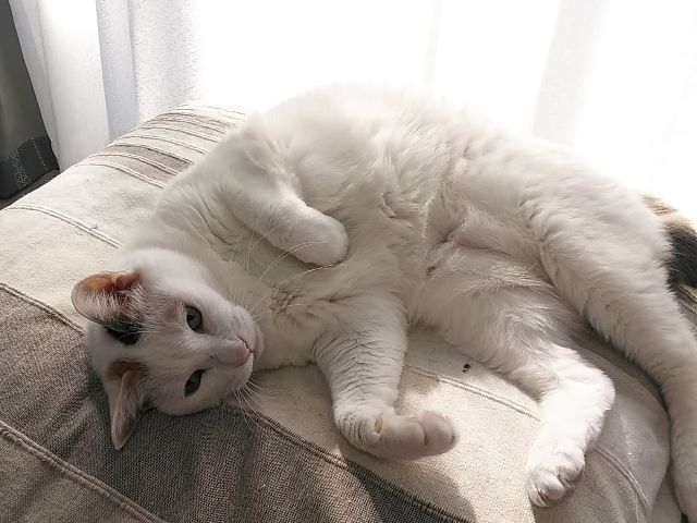 白の多い三毛猫