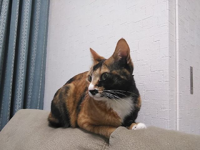 白の少ない三毛猫