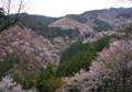 一面の桜