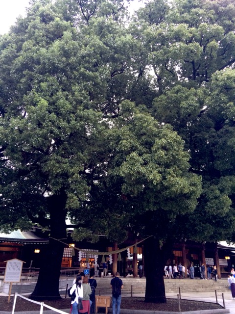 イメージ 8