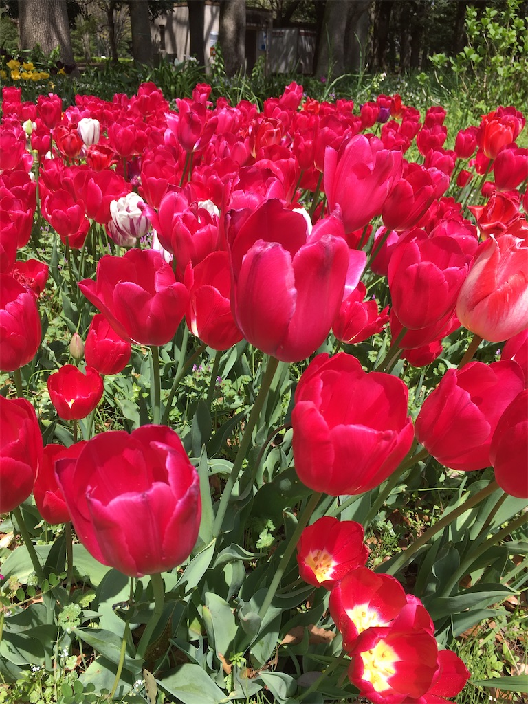 f:id:kus110:20200415132210j:image