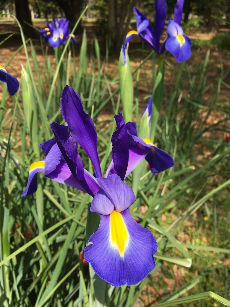f:id:kus110:20200415132215j:image