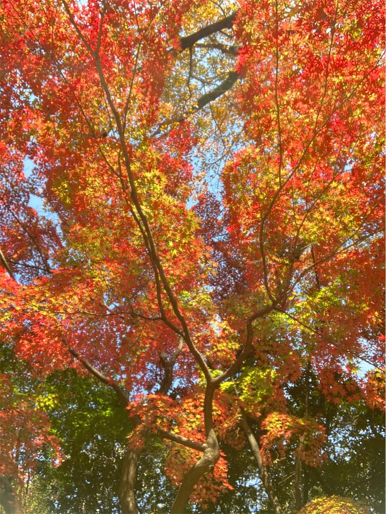 f:id:kus110:20201119130047j:image