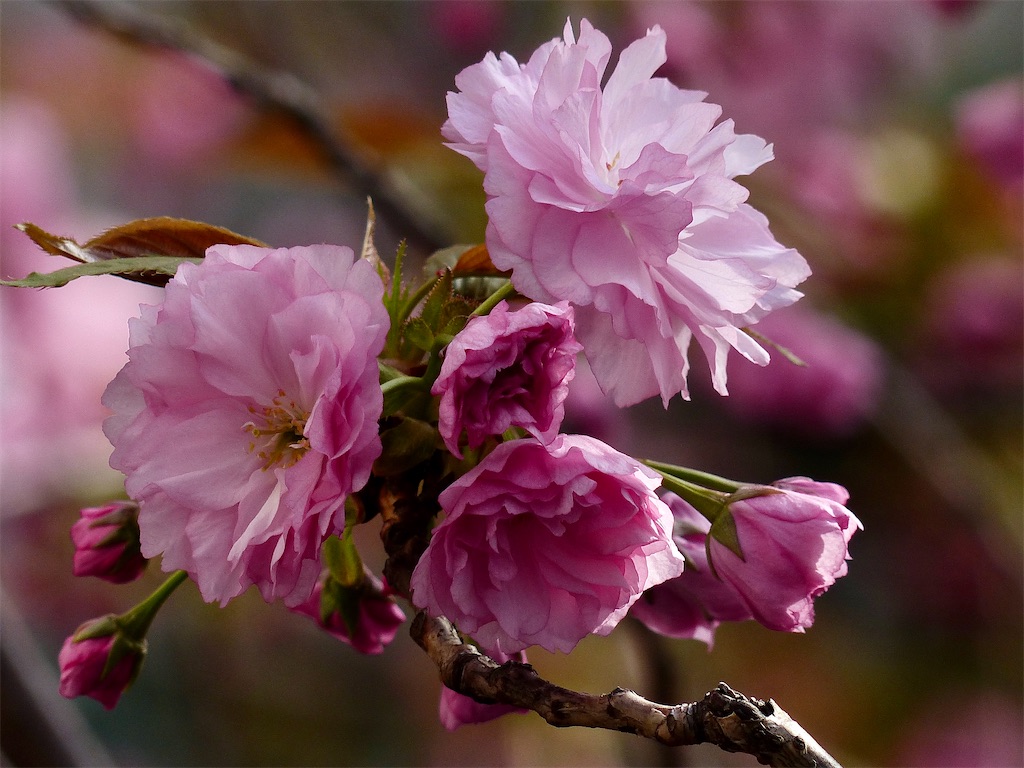 f:id:kus110:20210331190626j:image