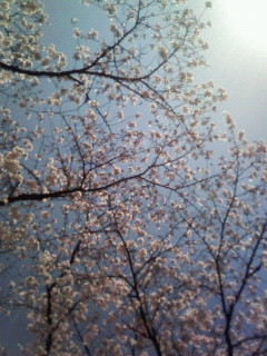 f:id:kusaboshi:20070403183722j:image