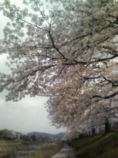 f:id:kusaboshi:20070409120046j:image