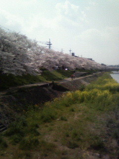 f:id:kusaboshi:20070409121533j:image