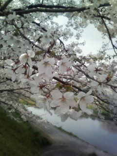 f:id:kusaboshi:20070409121906j:image