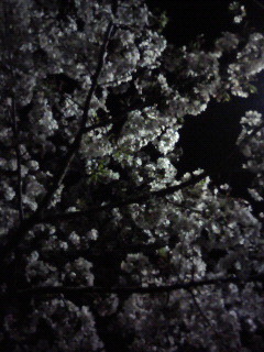 f:id:kusaboshi:20070412230452j:image