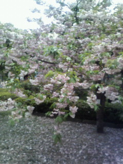 f:id:kusaboshi:20070428105334j:image