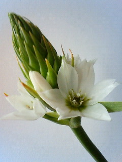 20080307123300