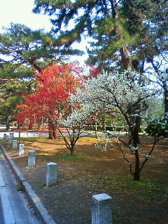 f:id:kusaboshi:20080312104000j:image