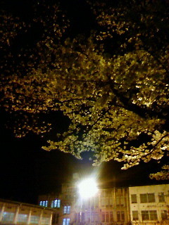 f:id:kusaboshi:20080401200600j:image