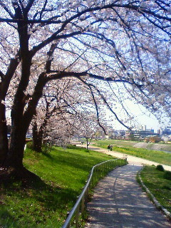 f:id:kusaboshi:20080404093000j:image