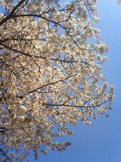 f:id:kusaboshi:20080405102900j:image
