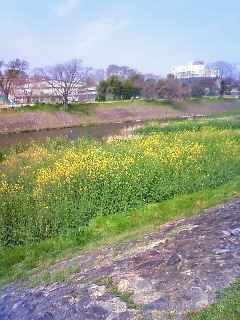 f:id:kusaboshi:20080406100900j:image