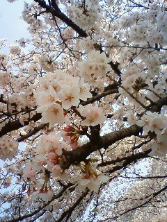 f:id:kusaboshi:20080406101700j:image