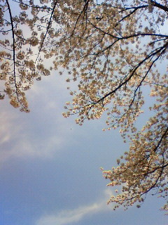 f:id:kusaboshi:20080406102800j:image