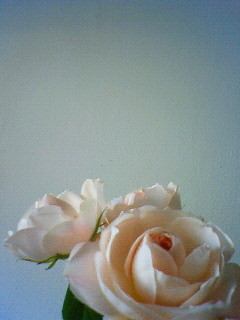 f:id:kusaboshi:20080507153000j:image f:id:kusaboshi:20080507153000j:image
