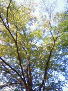 f:id:kusaboshi:20081021104000j:image