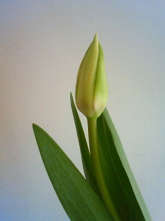 f:id:kusaboshi:20090128111900j:image