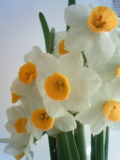 f:id:kusaboshi:20090129092800j:image