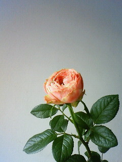 f:id:kusaboshi:20090705111800j:image
