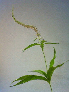 f:id:kusaboshi:20090705121600j:image