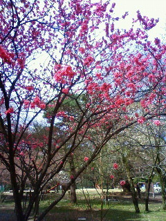 f:id:kusaboshi:20100326103700j:image