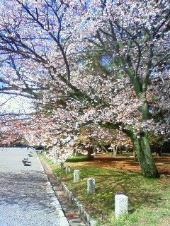 f:id:kusaboshi:20100326104500j:image f:id:kusaboshi:20100326104500j:image