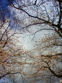 f:id:kusaboshi:20100329095200j:image f:id:kusaboshi:20100329095200j:image