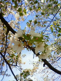 f:id:kusaboshi:20100404095200j:image