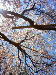 f:id:kusaboshi:20100408114600j:image f:id:kusaboshi:20100408114600j:image